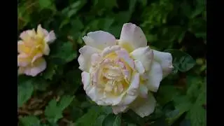 Rosengarten Saathain und Umgebung