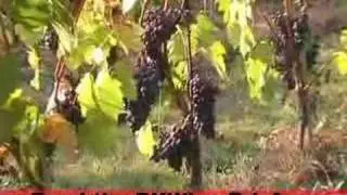 Mechanical harvest at Isole e Olena