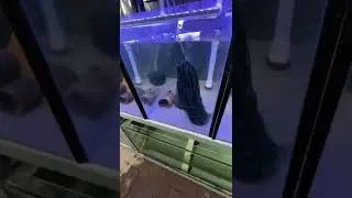 Breeding Gold Laser Corydoras