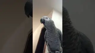 Попугай Гоша#Хорошка. Три перевоплощения попугая Гоши ))
