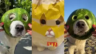 cute Dogs and Cats / Funny moments in life - pet lover 010 # LA