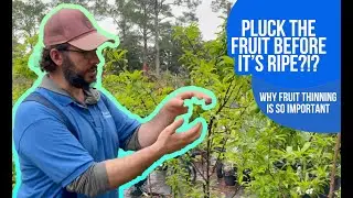 Pluck Your Fruit Early! Why Fruit Thinning is CRUCIAL to Your Fruit Tree