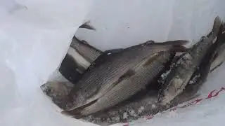 ВЕСЕННИЙ ХАРИУС ПО ПОСЛЕДНЕМУ ЛЬДУ