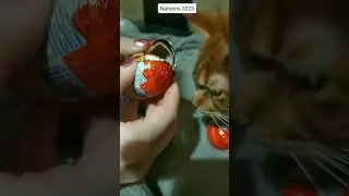 Распакоука киндеров #kinder #киндер #cat #cute #toys #кот #котик