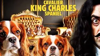 Cavalier King Charles Spaniel | History and Heritage