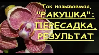 ФАЛЕНОПСИС,цветущий 