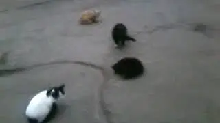 Флешмоб котов