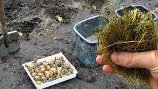 КАРТОФЕЛЯ БУДЕТ МНОГО БЕЗ ОКУЧИВАНИЯ И ПОЛИВОВ! ЛЕНИВЫЙ СПОСОБ!
