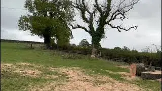 260 year old ash felling.