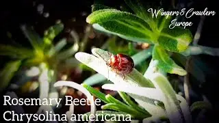 Rosemary beetle | Chrysolina americana | larvea | Timelapse | Rozemarijngoudhaantje