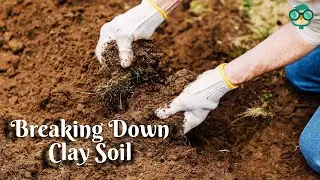 How to Break Down Clay Soil Fast? How Do I Break Up Clay Soil? How to Improve Clay Garden Soil?