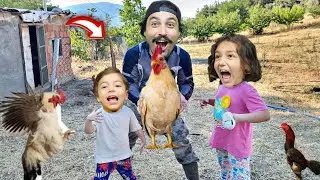 SEYYİD KAÇMAZ KÜMESTEN YUMURTA TOPLARKEN DEV HOROZ SALDIRDI 😄