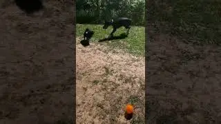 European doberman 