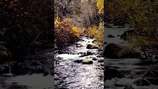 Incredible Journey: Wild Chinook Salmon Return Home to Spawn in Northern California