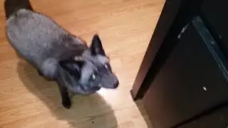 fox catching his snack!!