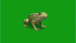 GREEN SCREEN FROG ANIMATED  HD  | FREE TO USE GRAPHICS ANIMATIONS