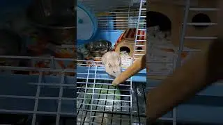 Fishing a Hamster