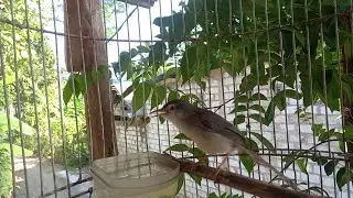 Pancingan ciblek sawah jago bunyi