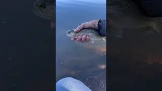 Trout fishing catch and release #fishing #shorts