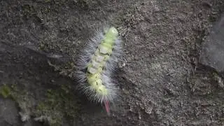 Pale Tussock Moth Caterpillar