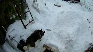 быстрая утилизация крыс .quick utilization of rats.