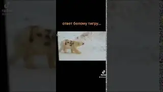 Ответ белому тигру 😎
