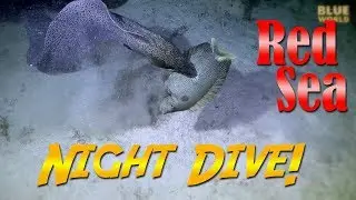 Red Sea Night Dive! (Moray eel catches a fish!)