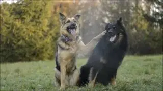 DOG TRICKS BY BRITNEY  FAILS 2