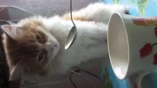 Видео из моего архива: Кот 🐱🐱🐱🐱🐱 Мурзик, ждёт свой чай!