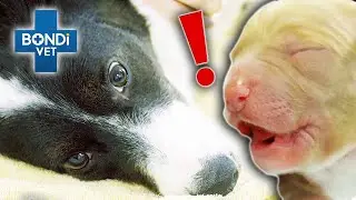 Pregnant Dog Can't Deliver 8 Large Puppies 🐶 | Bondi Vet Clips | Bondi Vet