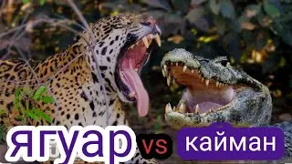 смертельный поединок каймана и ягуара кто сильнее.
