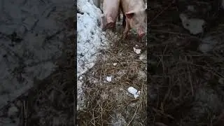 хрюшки пришли в гости