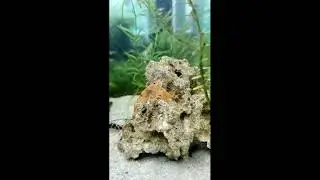 Cambarellus patzcuarensis var. Orange