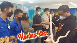 KONTES ULAR ‼️ JAGOAN LAWAN BIKIN NGILER - Reptile Mini Contest SSAC