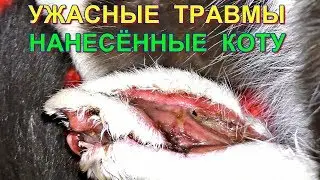 УЖАСНЫЕ ТРАВМЫ НАНЕСЁННЫЕ КОТУ. Спасение кота