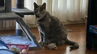kitten activities