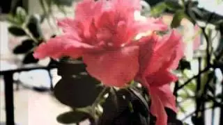 Chico da Silva    - FLOR   MULHER -