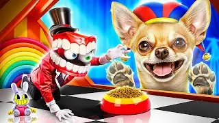 Bir Köpeği Kurtardık! İnanılmaz Dijital Sirk!