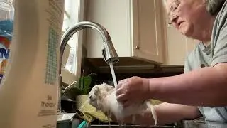 Faust’s First Bath