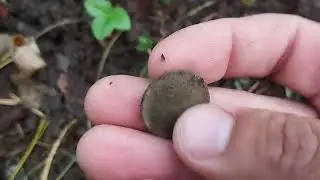 Осенние Находки просто бомба 🧨