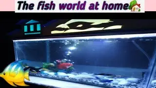 setting up of aquarium #aquarium #fishworld #kannada #2023 #fun #fish