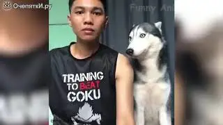 Собаки и кошки в сюжетах смешного содержания