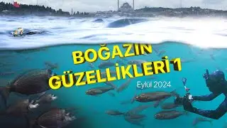 Boğazın Güzellikleri 1 / Çinekoplar /  Eylül 2024 İstanbul