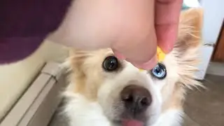Do dogs eat scrambled eggs?