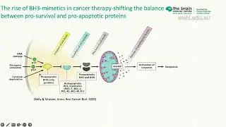 Moujalled D (2024) Exploring programmed cell death based treatments in brain cancer