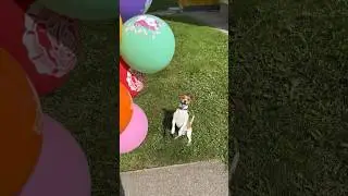 Честер \vs/ Шарики 🎈