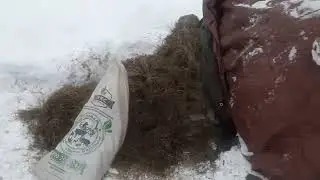 Про сенаж в лпх