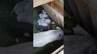Вьетнамские Поросята кушают кабачки