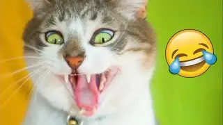 Приколы с котиками №11. Cat Music