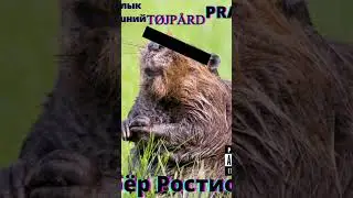 Бобер Ростислав (Ремикс) уже на канале! 